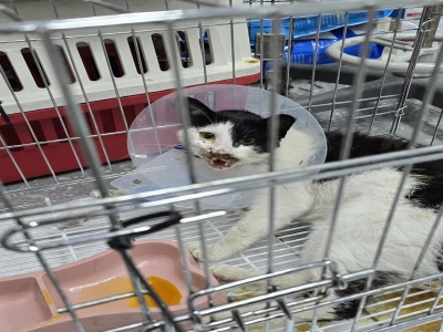 [고양이] 믹스묘 부산-남구-2025-00114 유기동물 배경 이미지 입니다.